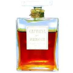 Cattleya